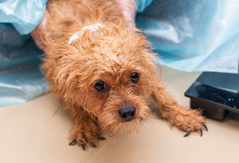 0822_wayneco_eappeal_Content01