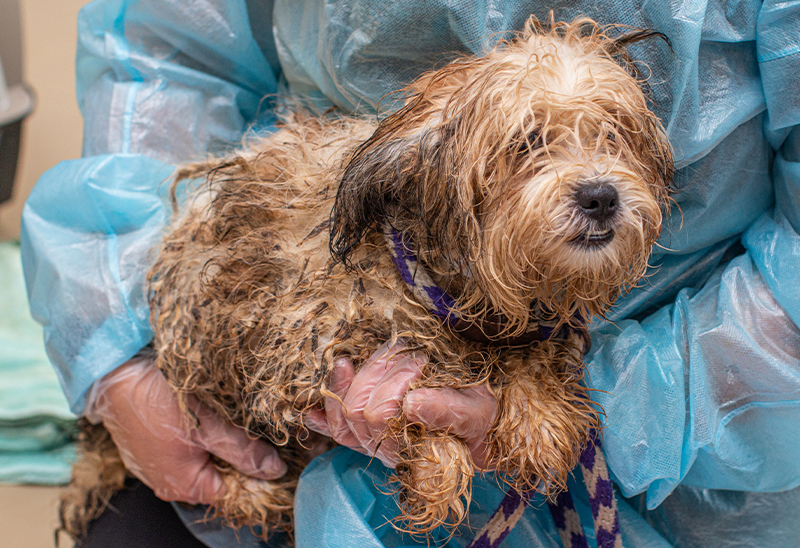 0822_wayneco_eappeal_Content02