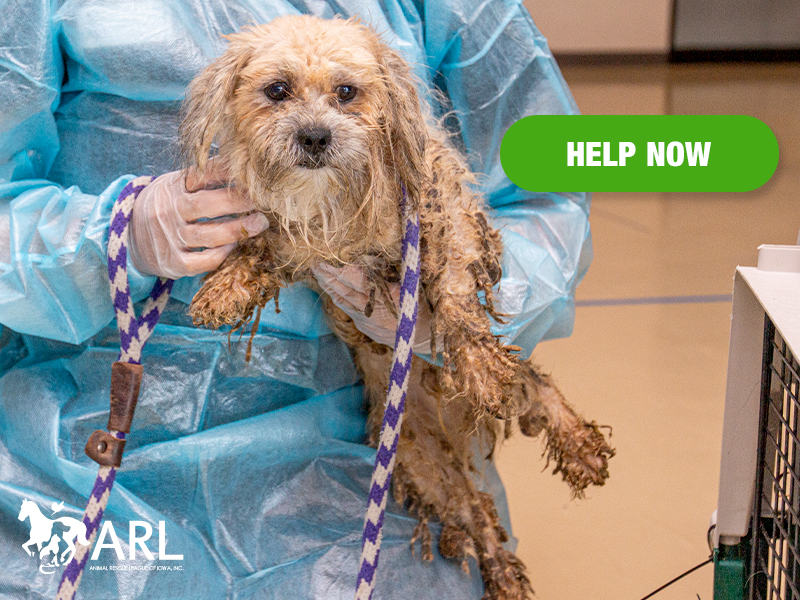 Every shelter across the country is full right now, and the ARL is no different, but when we received a call to help 27 animals from a hoarding case in Wayne County, we couldn't say no. They had nowhere else to turn. Now they need your help.