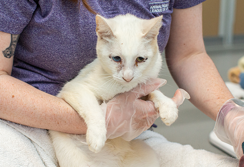 0829_masoncitycats_eappeal_Content03