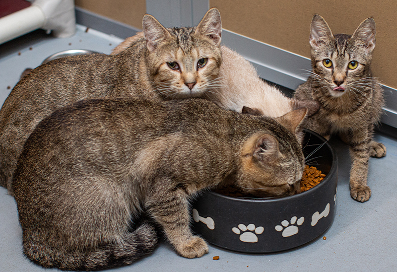 0829_masoncitycats_eappeal_Content04