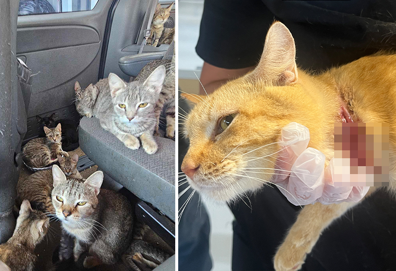 0829_masoncitycats_eappeal_Content05