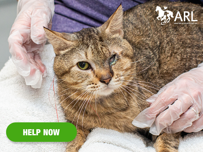 When our Animal Welfare and Response Team arrived in Mason City to assist police with dozens of cats trapped in a van this week, temps were already in the 90s, making temps inside the enclosed van life-threatening.