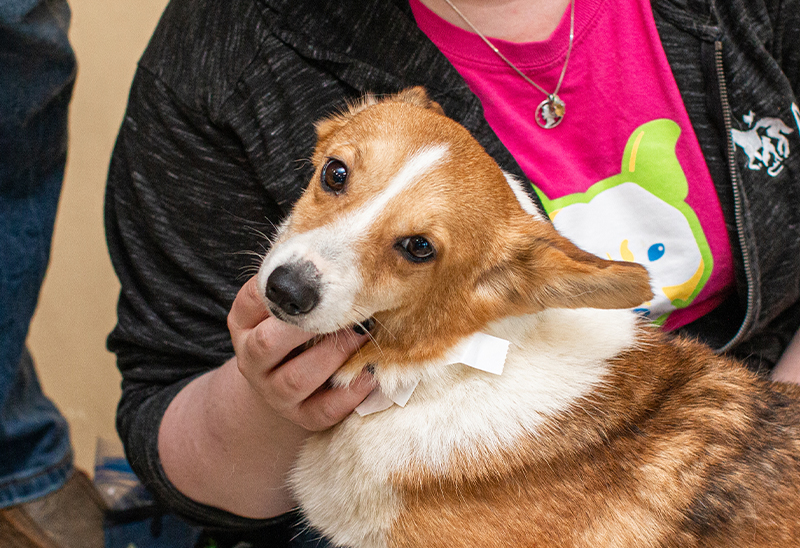 0830_CorgisEappeal_Content_01