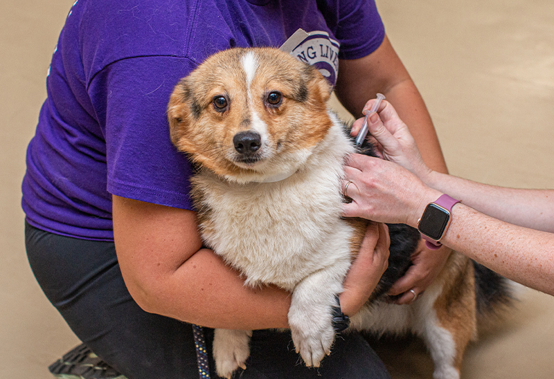0830_corgiseappeal_Content_04