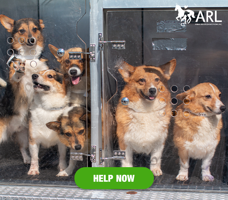 0803_Tipton Dogs_Header