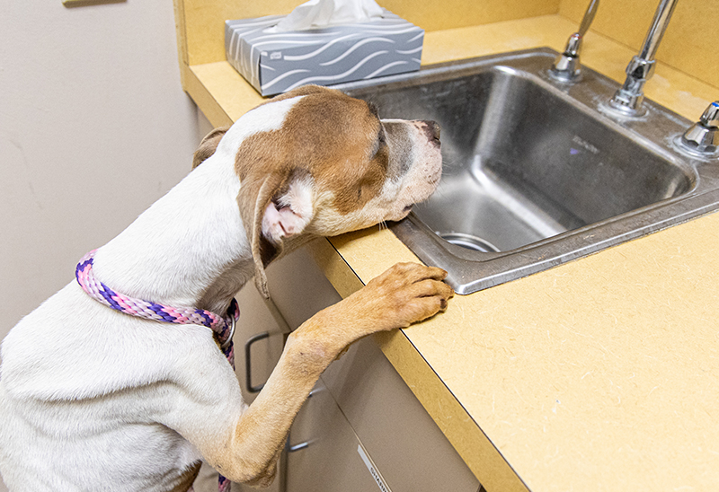 0911_2thindogs_eappeal_Content03