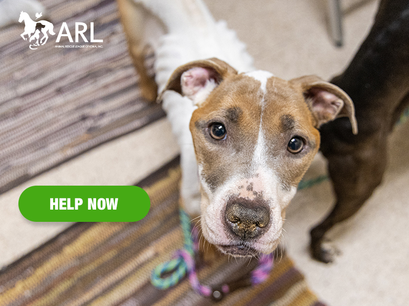 When Clover and Ivy arrived, the sight of them was heartbreaking. They were dangerously emaciated and dehydrated. Their ribs and hip bones pressed against their skin, and their noses were dry and cracked. Their fur was also heavily stained with urine, indicating they'd been living in their own waste. They didn't get this way overnight. They had been suffering for weeks, if not months.