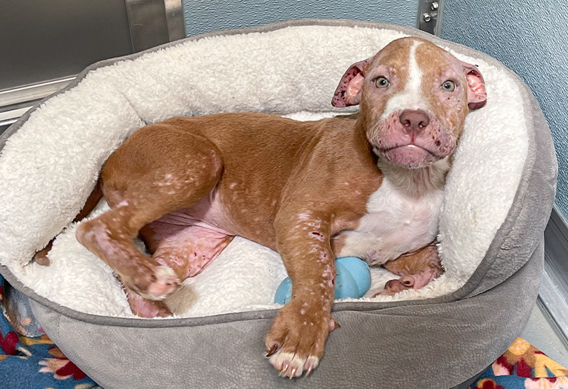 0913_belle_eappeal_Content02