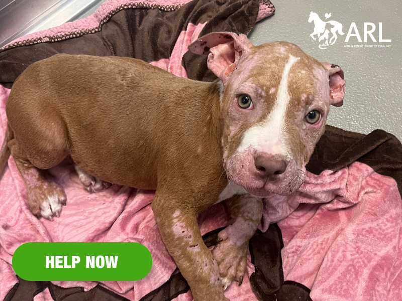 When Belle came through our doors, it was a heartbreaking sight. At just 3 months old, she had already lived her young life in pain. The skin on her face, legs, tail and ears was inflamed, swollen and covered in scabs. Her ears were infected and bleeding. She was hurting so much that she could barely bring herself to move from the bed we gave her.