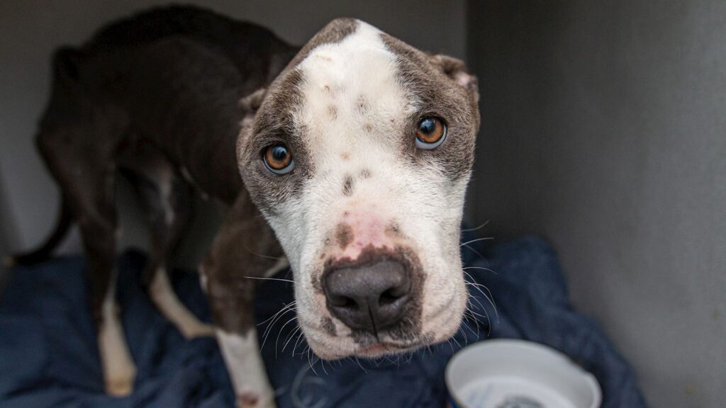 When an ARL Animal Services officer arrived at an apartment to assist Des Moines Police, he found two very thin large-breed dogs – and the condition of one was especially dire.