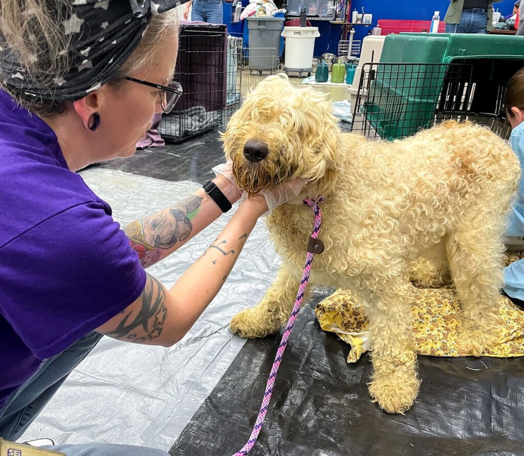 Behind the eyes of many of the adorable puppies selling for thousands of dollars hides the horrors of the dogs they leave behind at some of Iowa's worst puppy mills. These breeders, many operating illegally without licenses, care more about profits than the dogs.