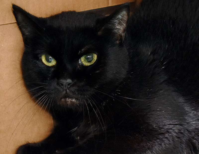 When a stray black cat arrived at the ARL, it was clear that something was terribly wrong. She was a tiny cat, but her belly was huge and distended … and not because of pregnancy.