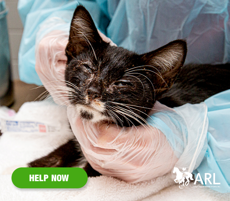 We were called again yesterday – this time to rescue dozens more sick and suffering cats. This is our third large-scale cat rescue in the last three weeks … and the total number of cats from these cases is now up to 103.