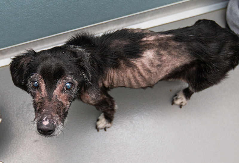 1017_roxie_eappeal_Content01