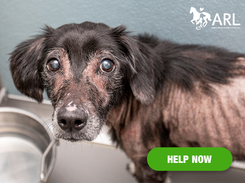 When Roxie came through our doors, our hearts broke. This senior girl was found wandering alone, incredibly thin, and missing much of her fur. One look at her sad, cloudy eyes, and we knew she needed help. They said so much.