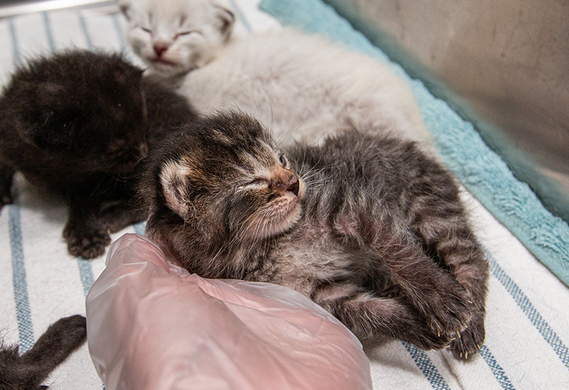 1029_kittennursery_eappeal_Content01