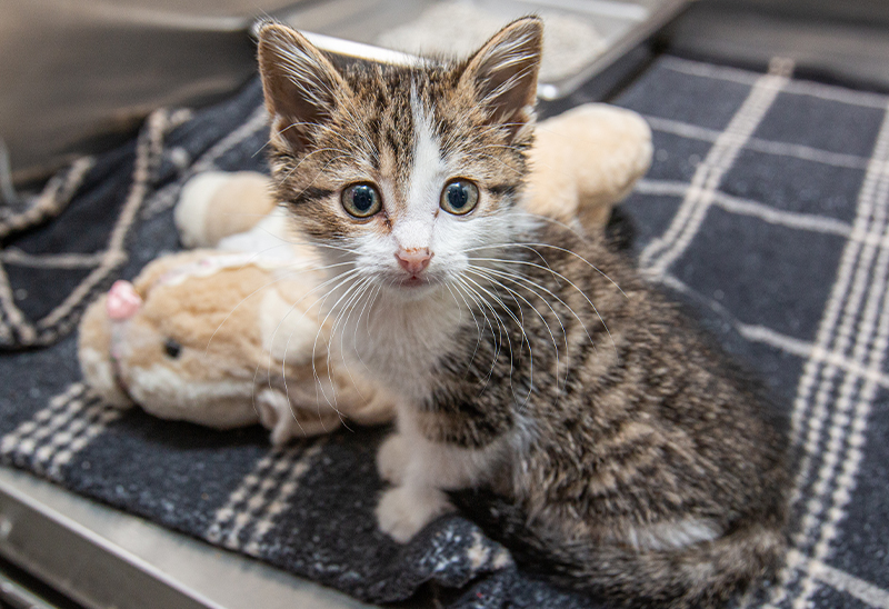 1029_kittennursery_eappeal_Content03