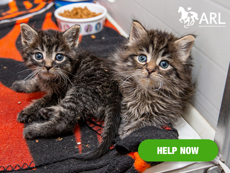 It's late October, but kitten season isn't slowing down! Dozens of tiny fluffballs – some cuddled up with littermates, others orphaned and alone - are finding refuge at the Animal Rescue League.