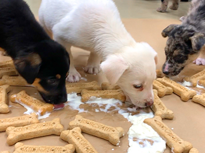 With your help the ARL saved a record number of pets in 2019. Watch the video to find out how many.