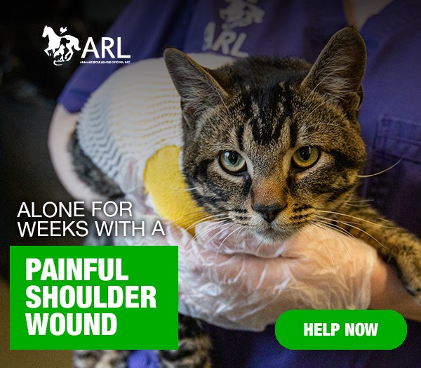 As soon as Simon arrived, our Emergency Care Team rushed to help him, carefully cleaning his wound and administering pain medication and antibiotics. We don't know what happened to this poor cat, but he arrived at the Animal Rescue League just in time.