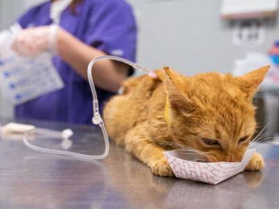 1104_HoardingCats_Photo_06