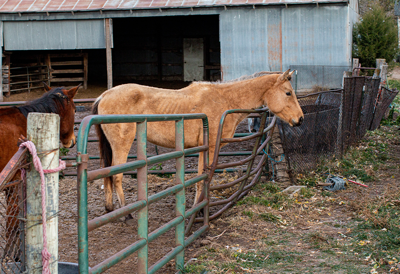 1106_46 horses_eappeal_Content_01