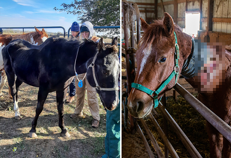 1106_46 horses_eappeal_Content_02