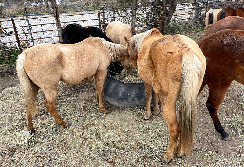 1106_46 horses_eappeal_Content_03