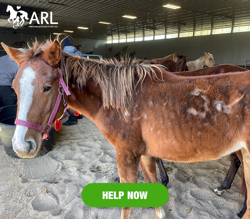 1106_eappealheader_dallas co