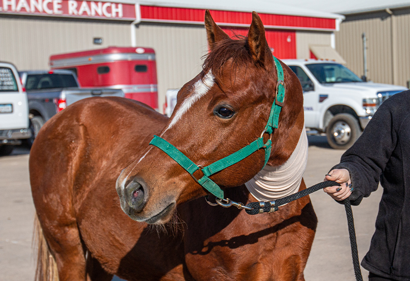 1115_46 horsespt2_eappeal_Content01