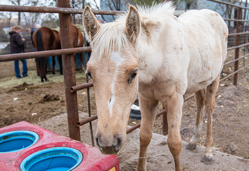 1115_46 horsespt2_eappeal_Content02