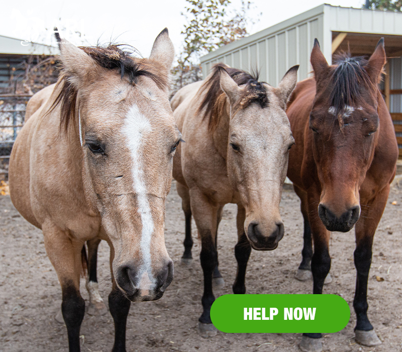 1115_46 horsespt2_eappeal_Header