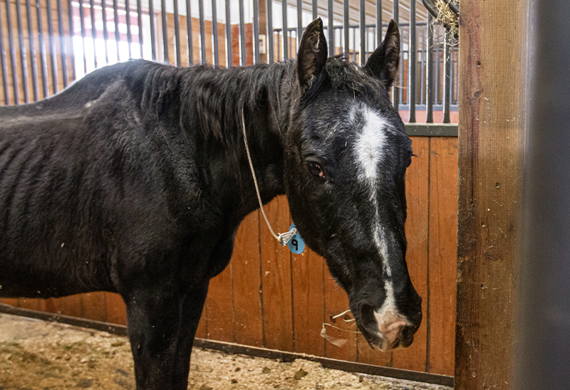 1115_46 horsespt3_eappeal_Content03