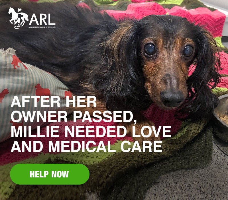 15-year-old Millie arrived at the Animal Rescue League, grieving and in need of medical care. Her owner had just passed away and she had been alone inside the home for some time, waiting for help to arrive.