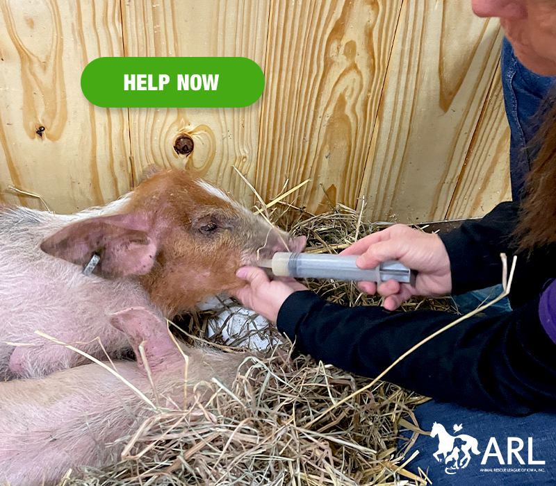 Nearly 140 goats, sheep and pigs are recovering under the care of the ARL, after the ARL's Mobile Rescue Team assisted with a large-scale farm animal rescue in Washington County.