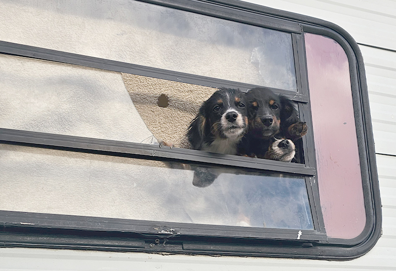 1125_decaturcodogs_eappeal_Content01