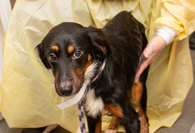 1125_decaturcodogs_eappeal_Content03