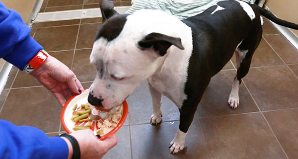 Watch the video to see how your generous donations brought a big helping of holiday cheer to the nearly 800 pets in our care!