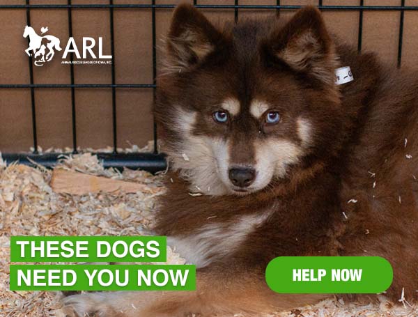 The ARL Mobile Rescue Team has arrived back in Des Moines after a multi-day rescue operation to remove more than 500 dogs from a commercial breeder at six locations in Iowa. The dogs were saved from horrific conditions at the hands of Daniel Gingerich, who has been accused of 190 violations of the Animal Welfare Act. The operation to save these dogs began weeks ago, and while they are finally safe, the hardest part is still ahead. Now they need YOU.