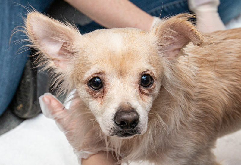 1211_30 dsm dogs_eappeal_Content_01v2