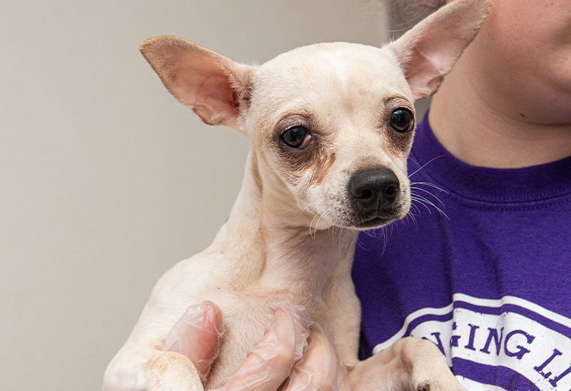 1211_30 dsm dogs_eappeal_Content_06