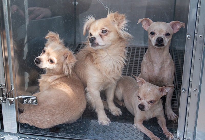 1211_30 dsm dogs_eappeal_Content_07