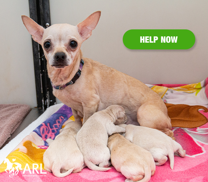 1211_30 dsm dogs_eappeal_Headerv2