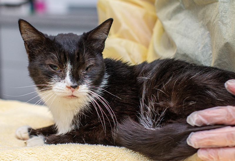 1212_bremercocats_eappeal_Content01