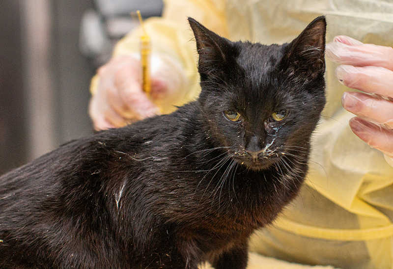 1212_bremercocats_eappeal_Content02