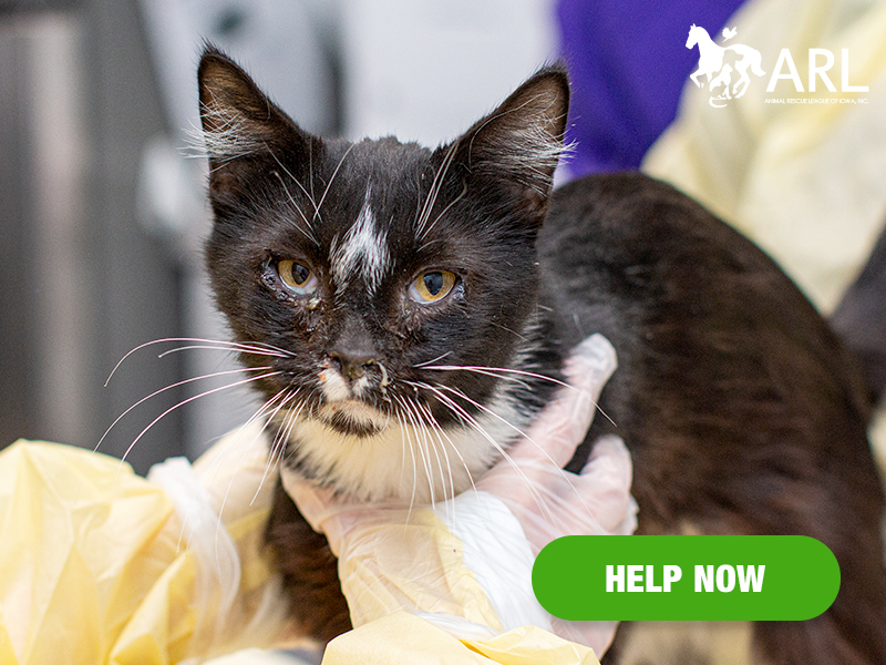 When deputies responded to a medical call at a rural residence, they were shocked to also come across another level of suffering – dozens of sick cats living in extremely poor conditions alongside the residents.