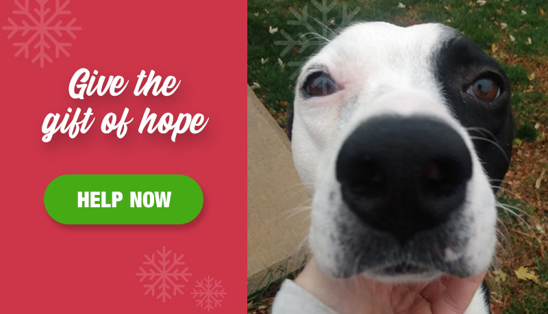 This extremely sweet dog arrived at the Animal Rescue League with Stage 3 heartworms — the most serious stage there is — and each and every day, with the help of our medical team, he is fighting for his life.