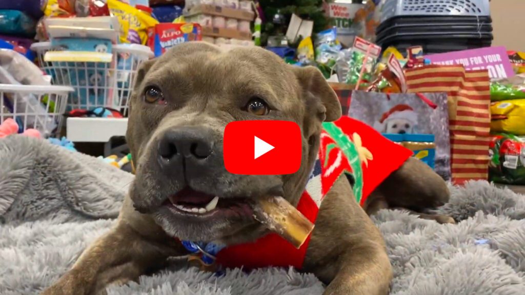Generous donations to our Tree of Life have already brought a spark of joy to some of the animals here at the Animal Rescue League. Watch this heartwarming video to see which of the donated gifts these adoptable dogs picked out.