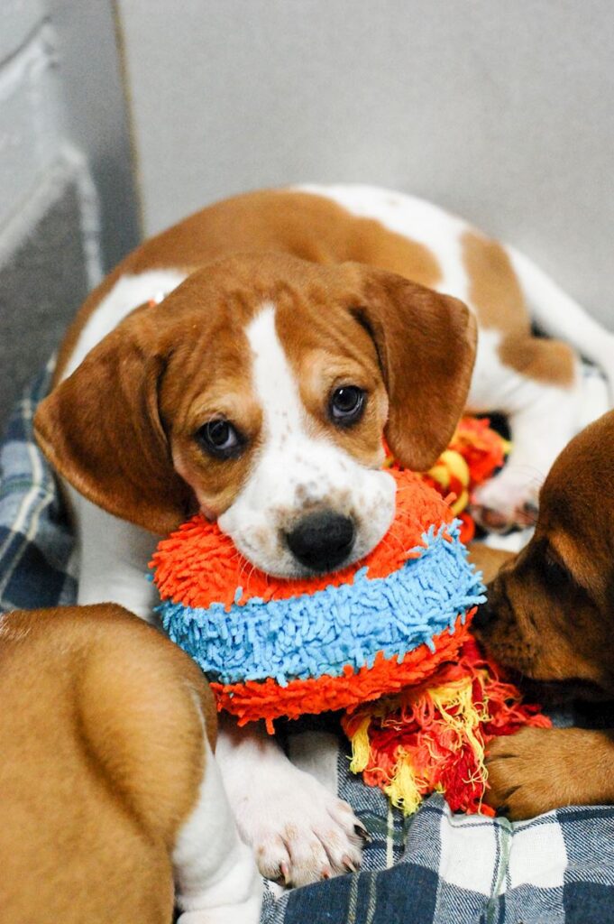 We talked to our Behavior Experts at the ARL to find out how to recognize separation anxiety in dogs and how to best prep your pooch for your new work schedule.